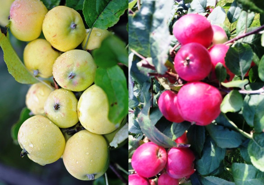 Райские яблочки Ранетки