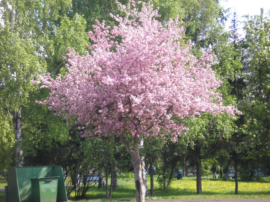 Яблоня сливолистная (Malus prunifolia)