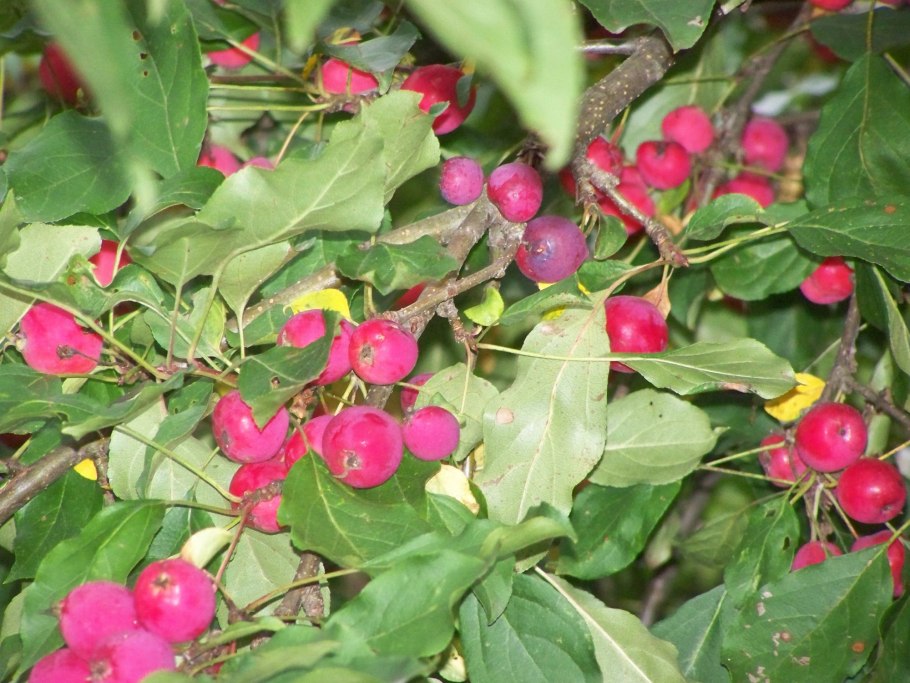 Яблоня Райская колоновидная