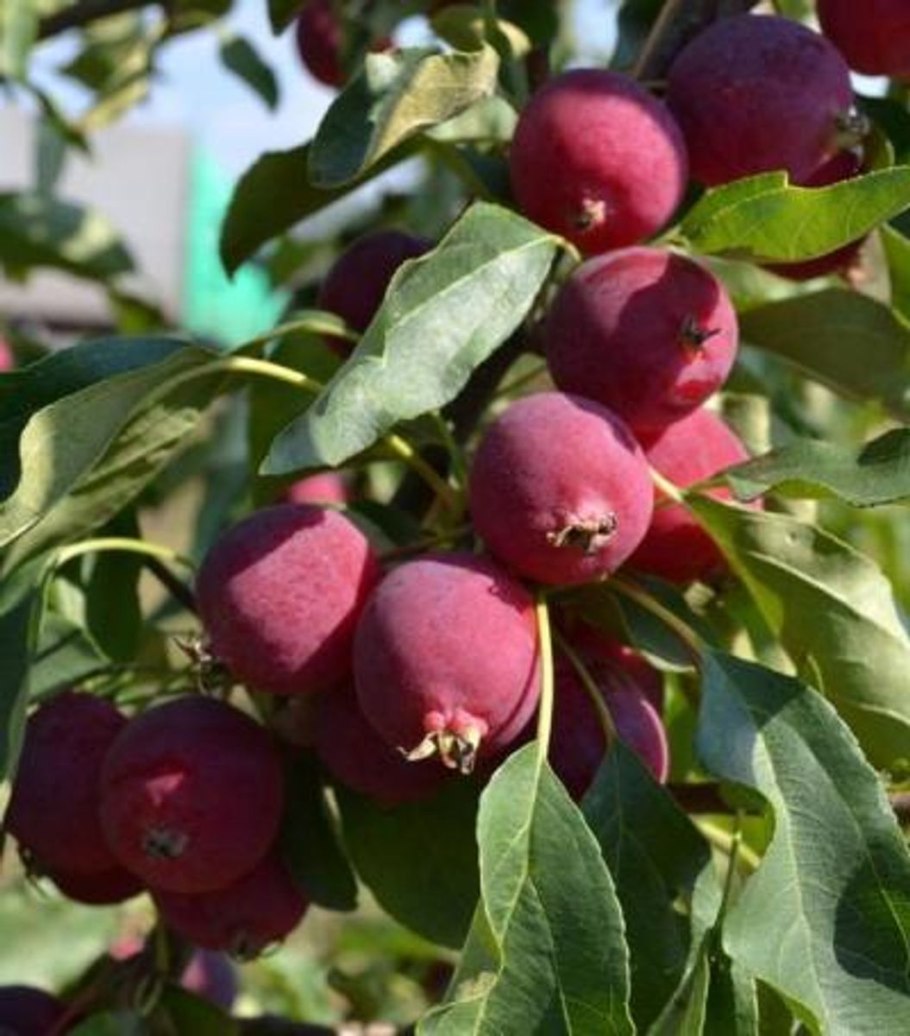 Яблоня китайка керр