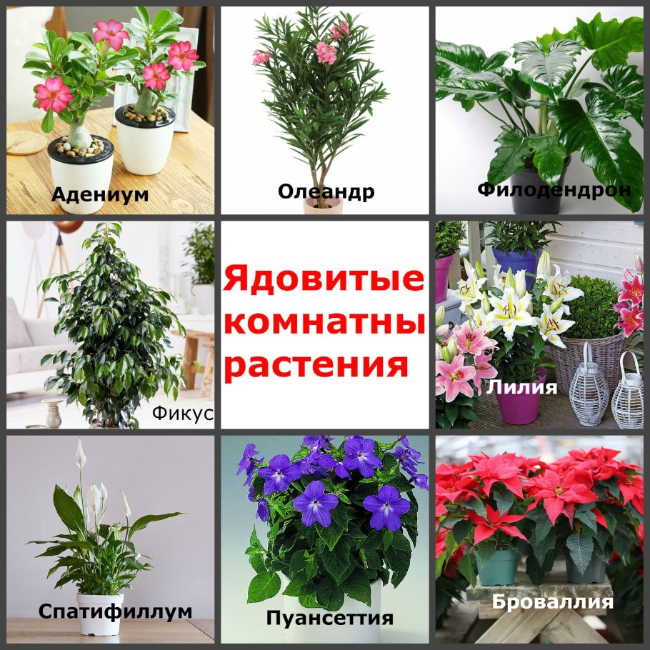 Ядовитые растения Беларуси