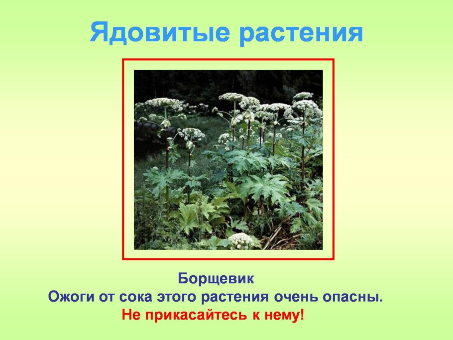 Памятка борщевик Сосновского