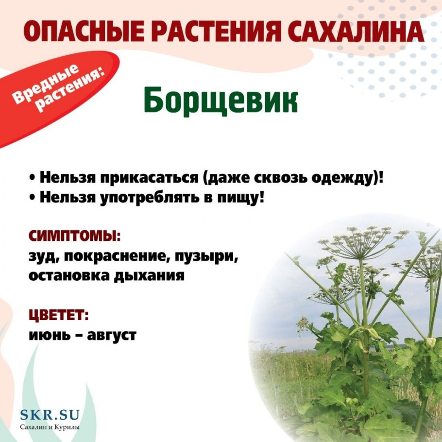 Ядовитые растения России
