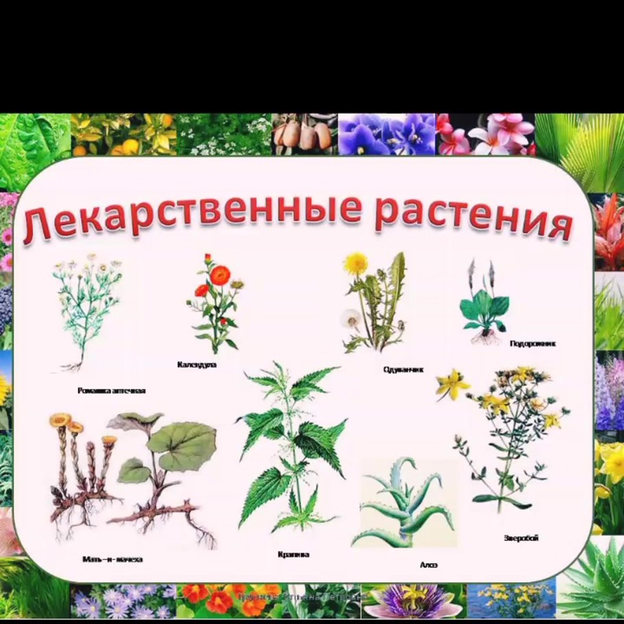 Двудольные Пасленовые бобовые