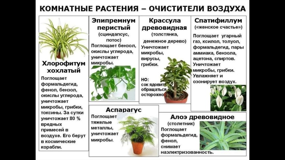 Ядовитые растения семейства лилейных