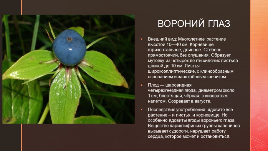 Опасные растения для человека борщевик