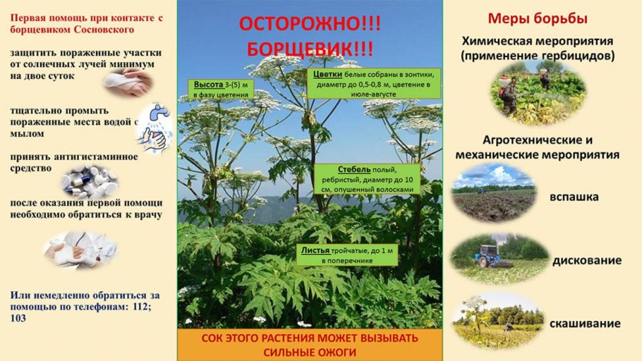 Лесные опасности 2 класс борщевик