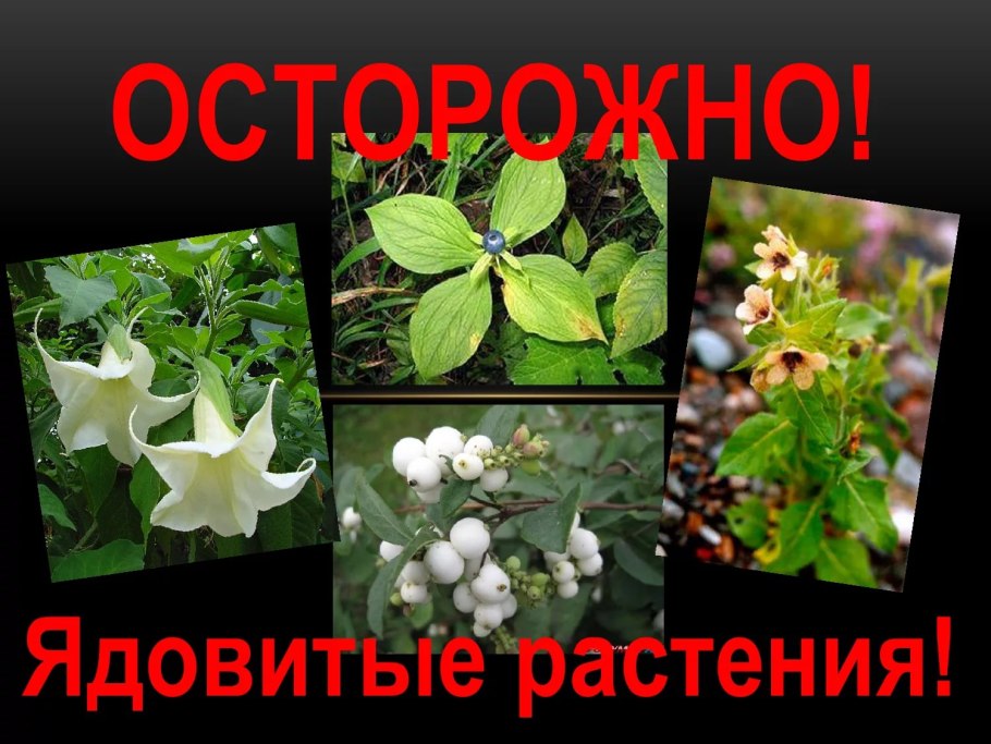 Энциклопедия ядовитых растений