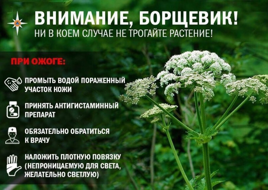 Лекарственные растения для детей дошкольников