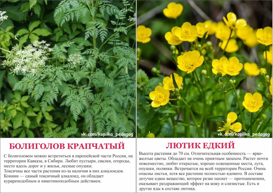 Лекарственные растения
