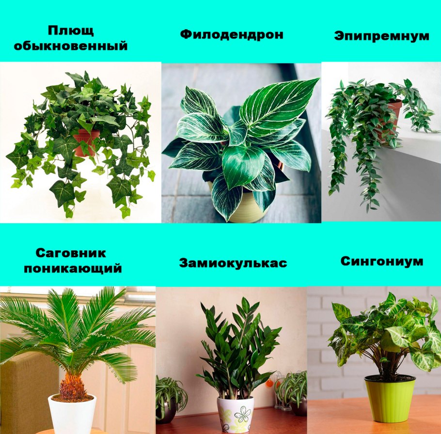 Ядовитые травы для кроликов