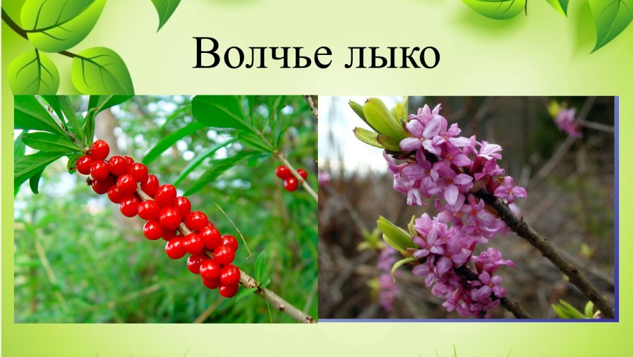 Ядовитые растения карточки