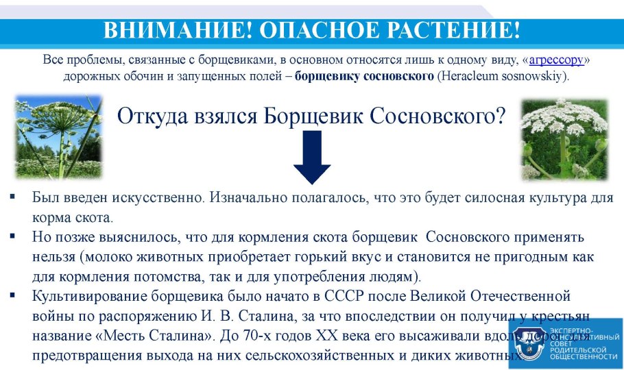 Вороний глаз внешний вид