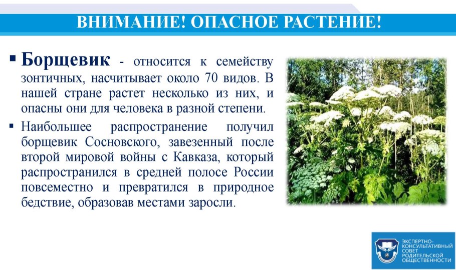 Растительные яды