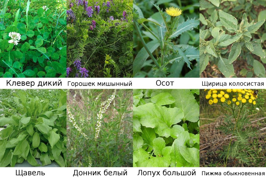 Берегись борщевик Сосновского