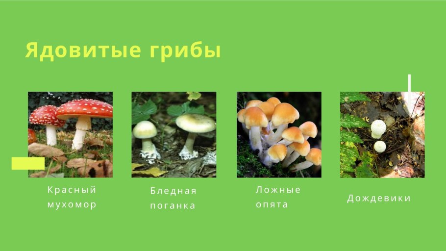 Кружевница ягода