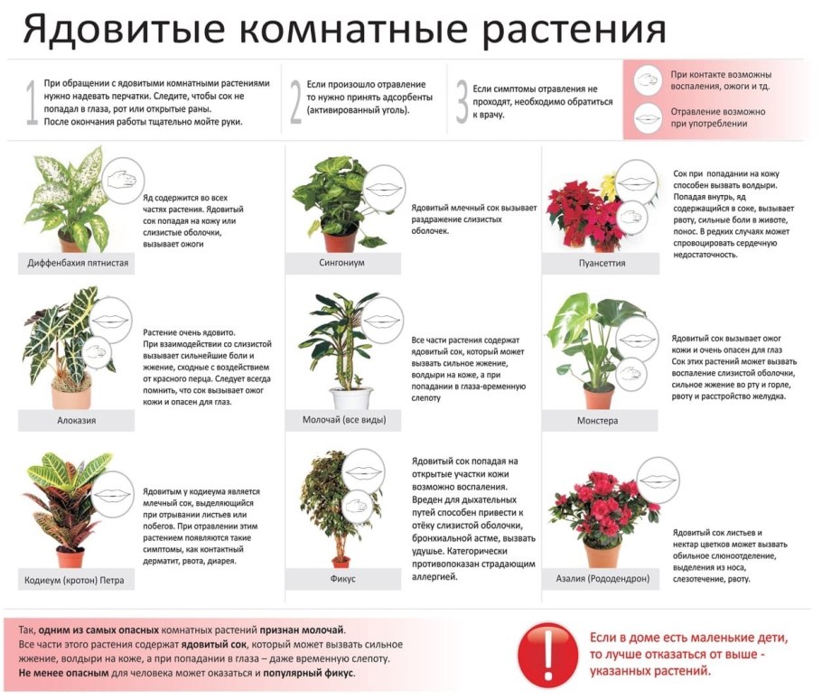 Althaea officinalis Ботаническая иллюстрация