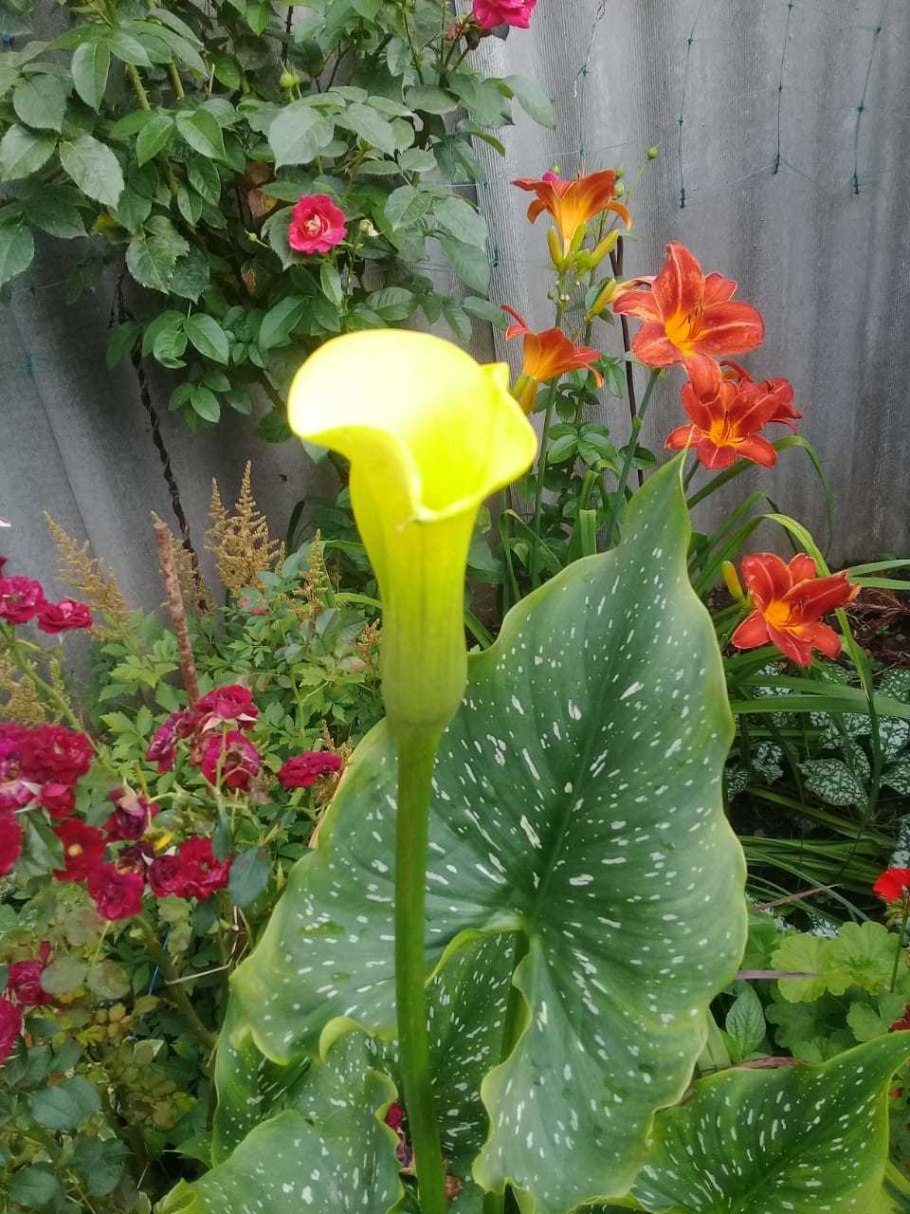 Канна на клумбе