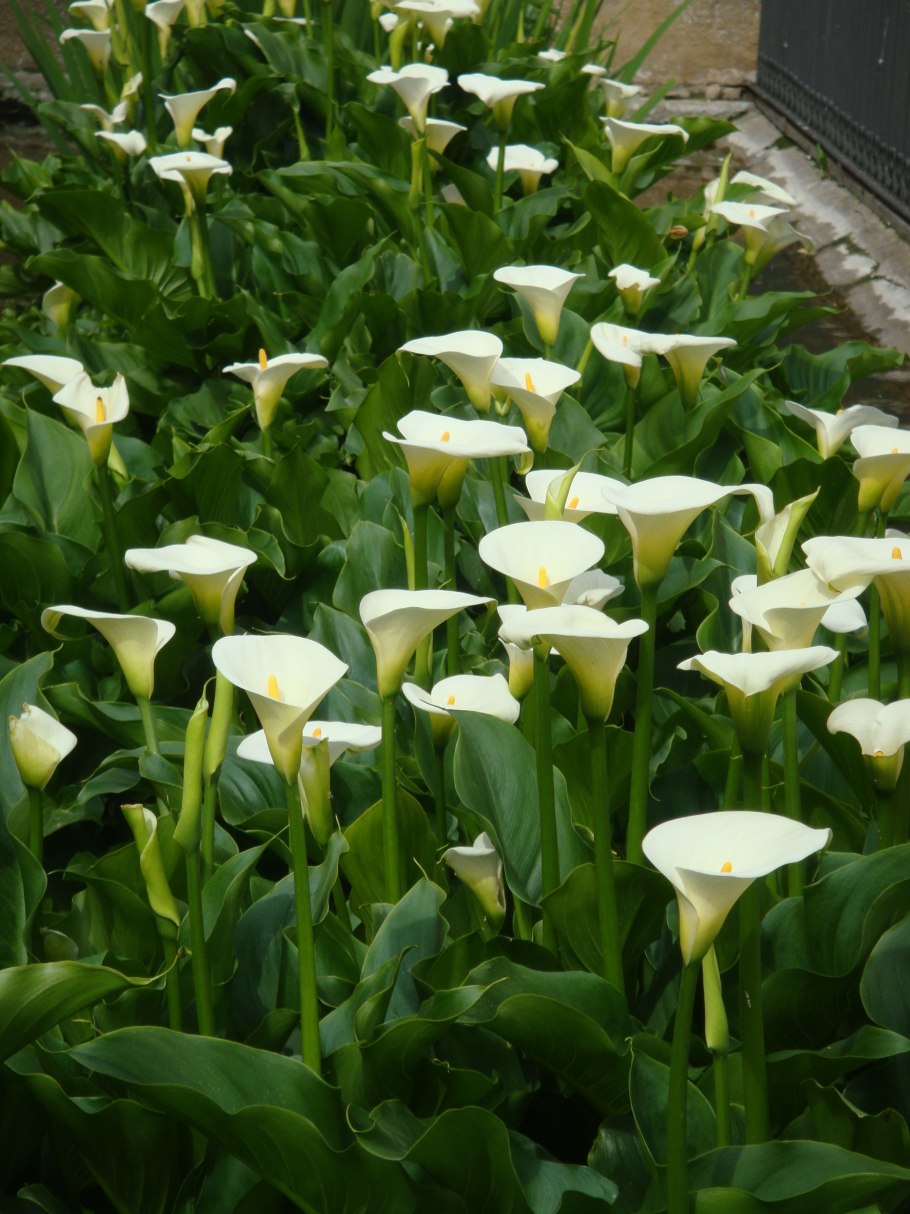 Zantedeschia Odessa Калла