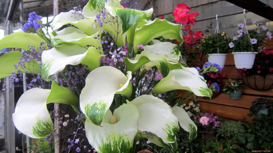 Калла Монте Карло