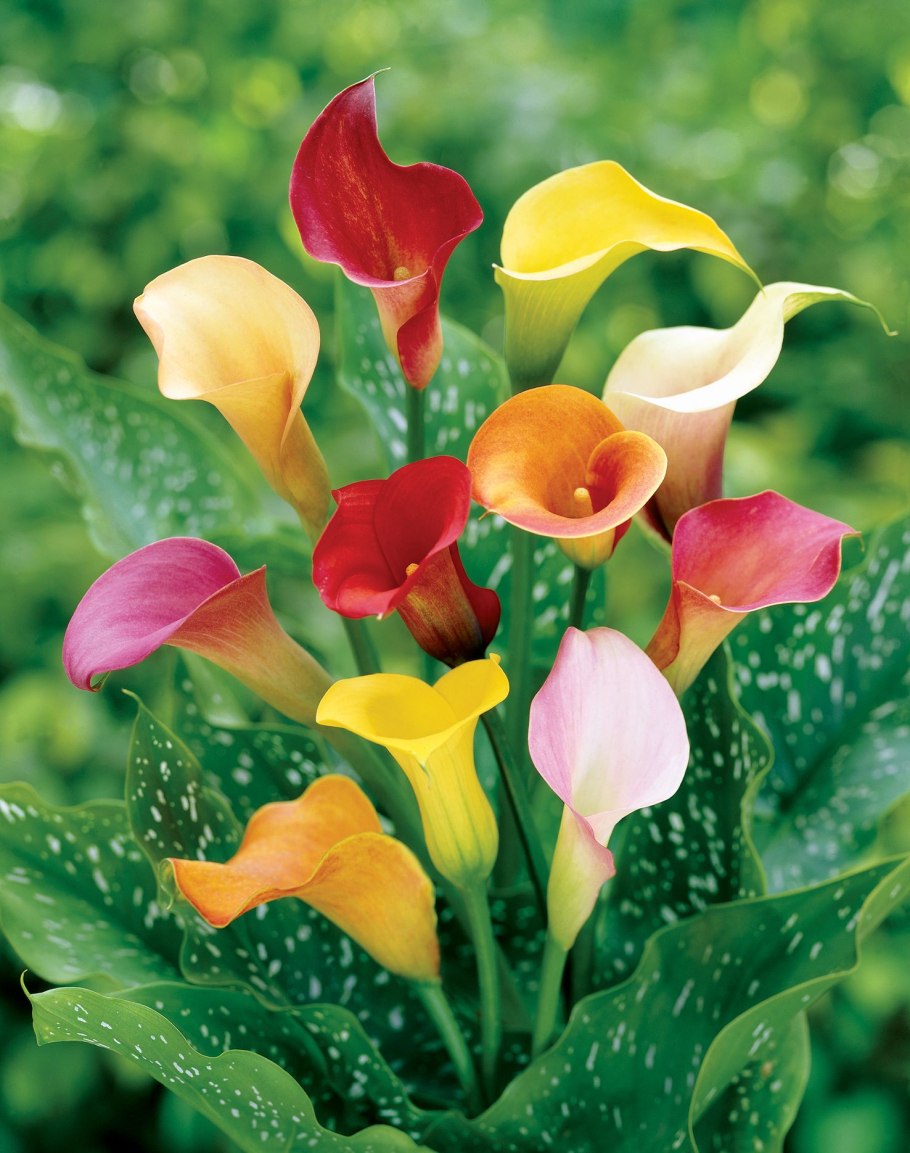 Калла Zantedeschia aethiopica