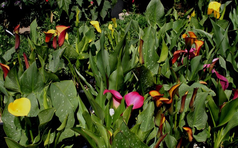 Калла Каптейн романс