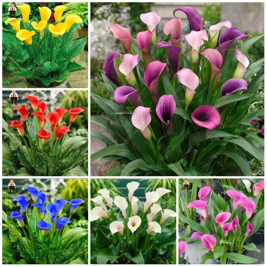 Калла зантедеския