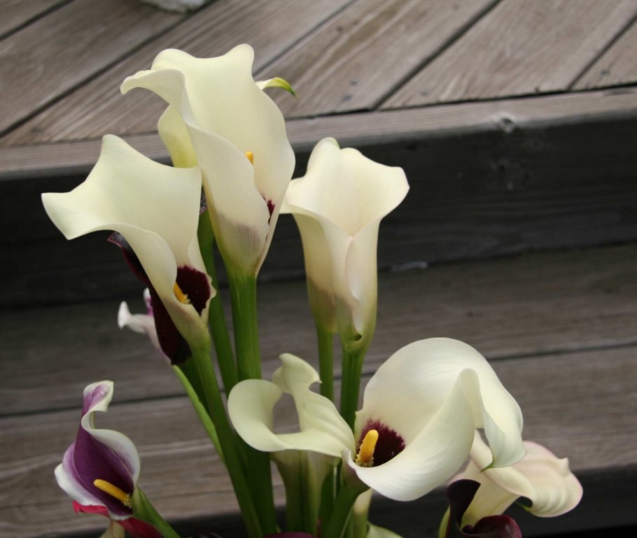 Цветы каллы и Канны