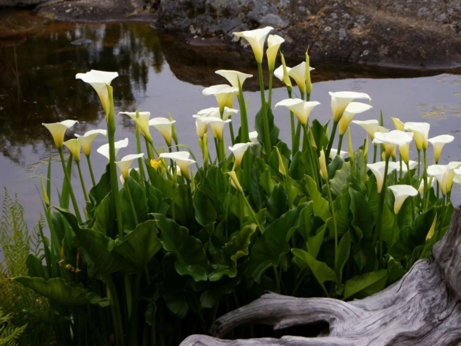 Калла эфиопская (белокрыльник)