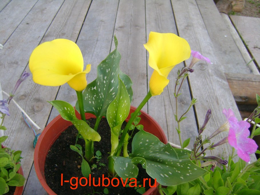 Калла (Zantedeschia) Пако