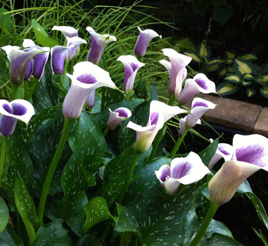 Ирис примула цветник