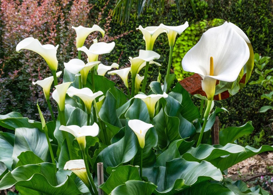 Калла эфиопская белокрыльник