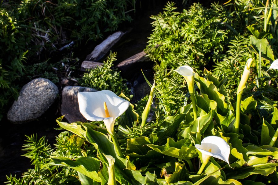 Саншайн (Sunshine) Калла