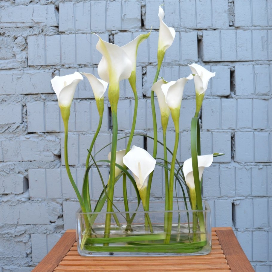 Дикие каллы в Калифорнии