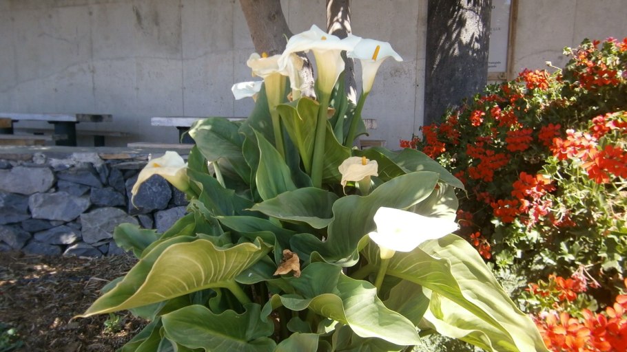 Цветы каллы и Канны