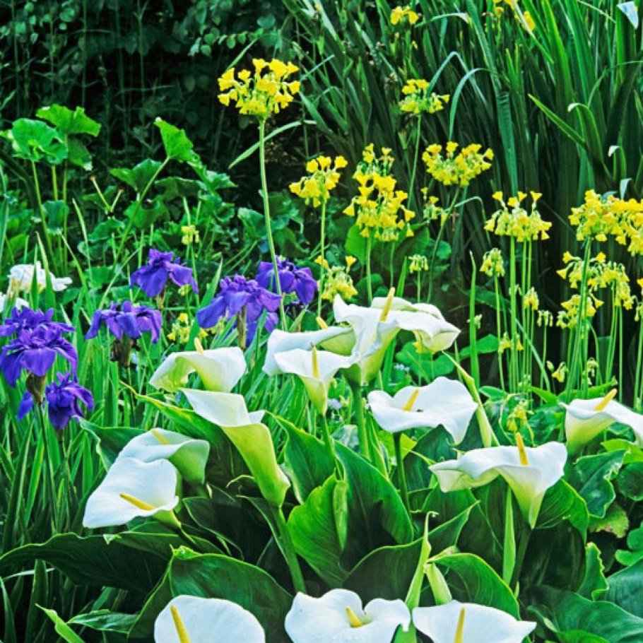 Калла (Zantedeschia) Самур