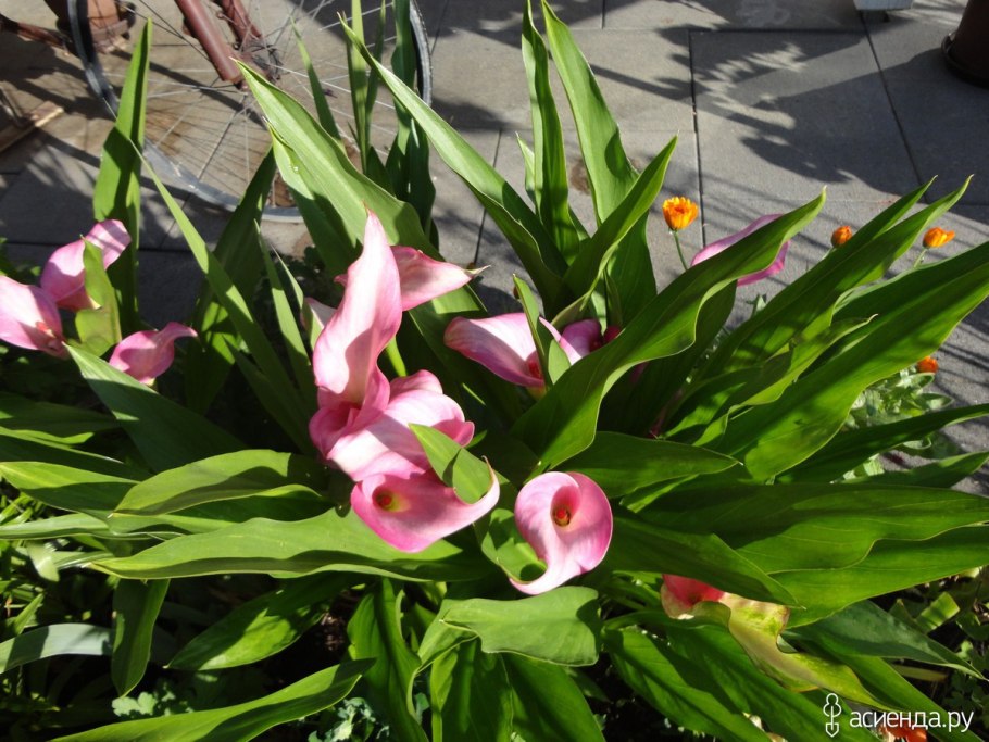 Калла белокрыльник болотный