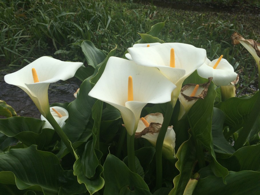 Зантедеския эфиопская