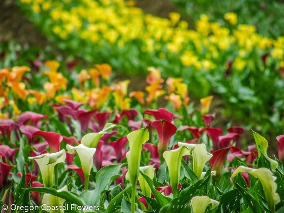 Калла Блэк Мэджик