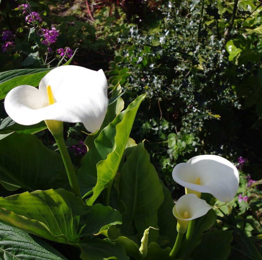 Калла Зантедеския