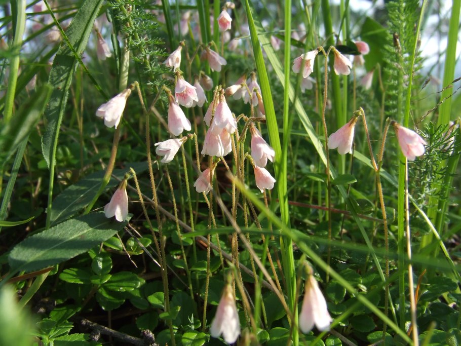 Линнея Северная Linnaea Borealis