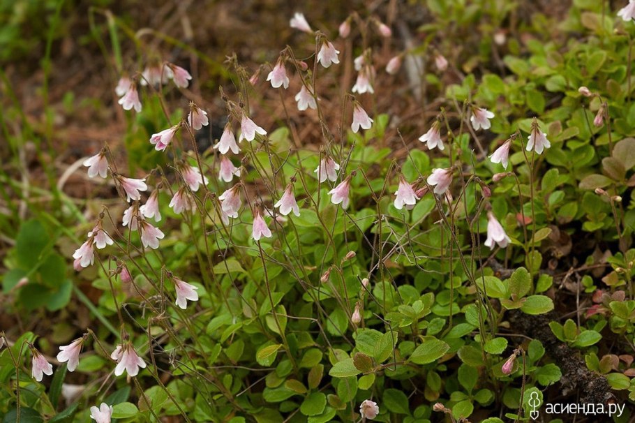 Линнеи Linnaea Borealis зеленое макро