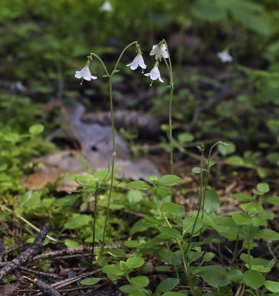 Растение Linnaeus