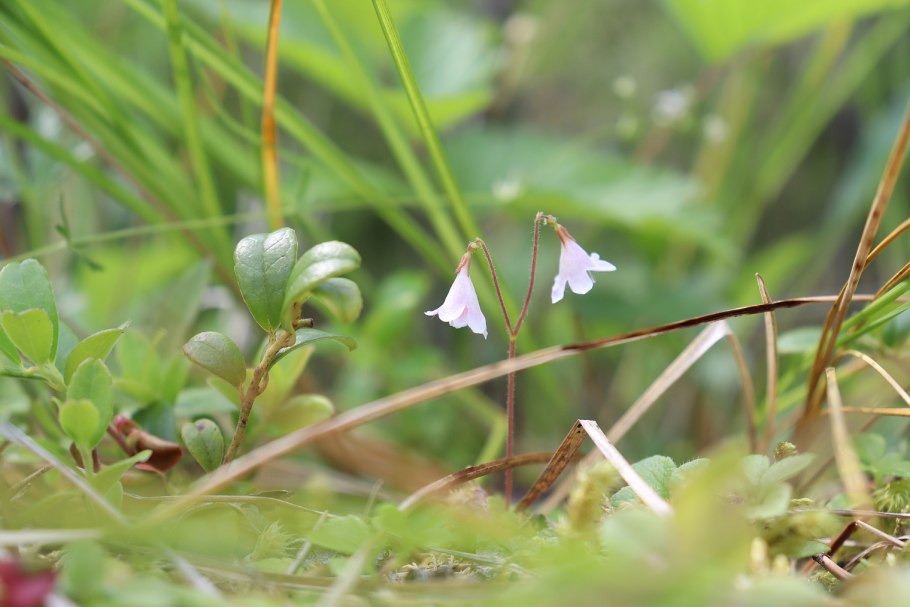Linnaea Borealis