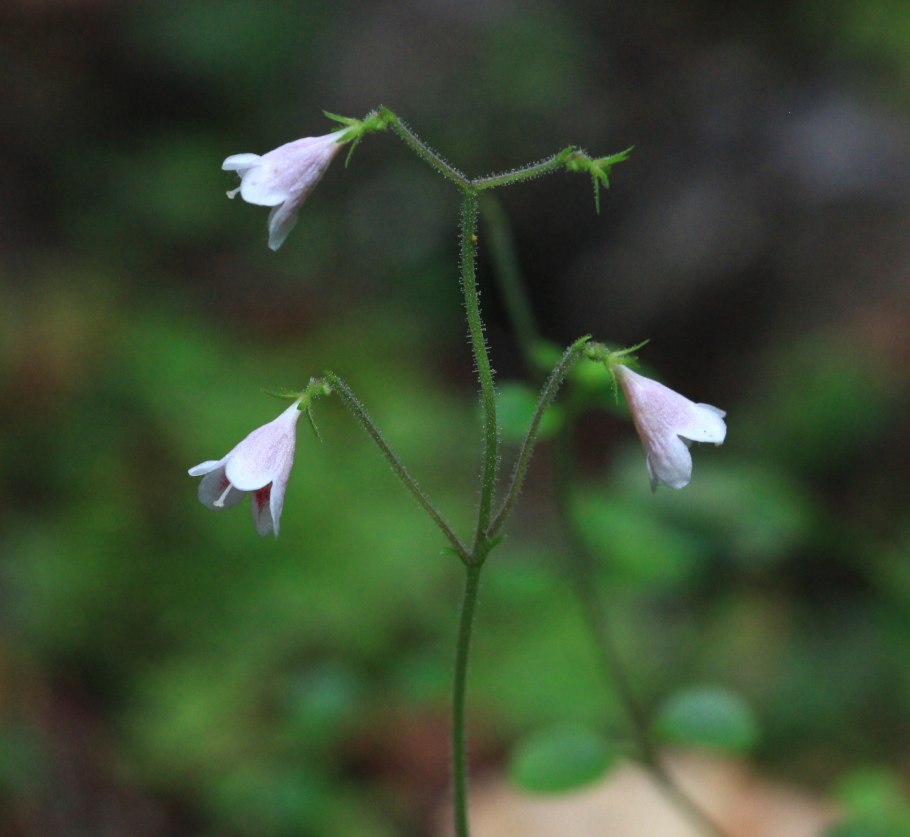 Linnaea Borealis ареал сплошной или нет