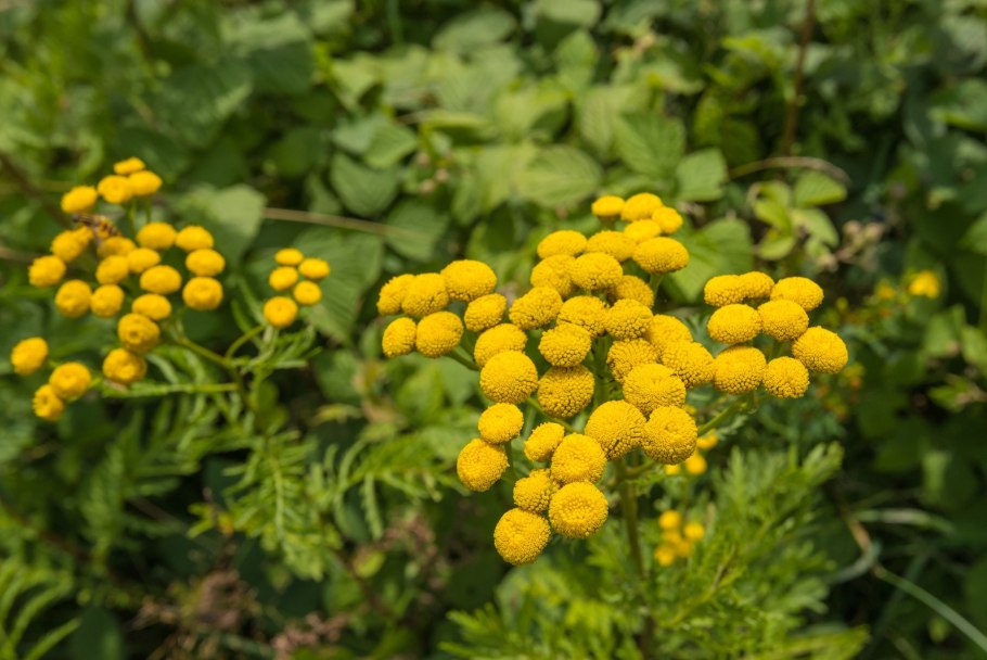 Пижма Хараджана