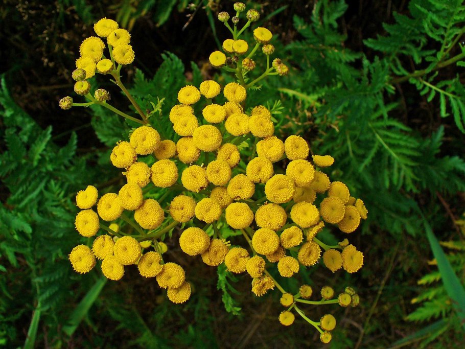 Пижма обыкновенная (Tanacetum vulgare l.)
