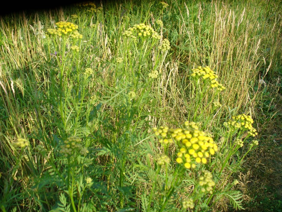 Пижма обыкновенная