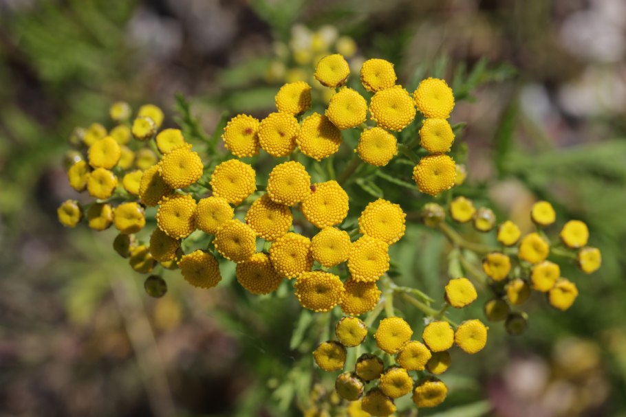 Пижма обыкновенная (Tanacetum vulgare)