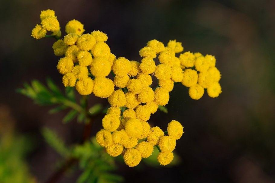 Пижма обыкновенная (Tanacetum vulgare)